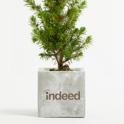 Image of Promotional Mini Christmas Tree In Concrete Cube Pot