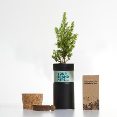 Image of Promotional Grow Your Own Christmas Tree In Desktop Aluminium Pot